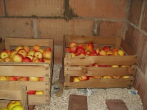 Apfelkisten im Obstkeller