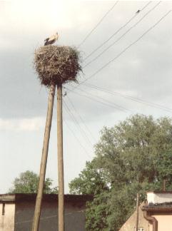 Storchennester überall