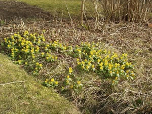 Blumenbeet mit Winterlingen