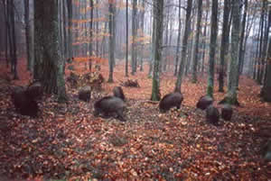 Wildschweine