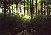 Gesunder Wald